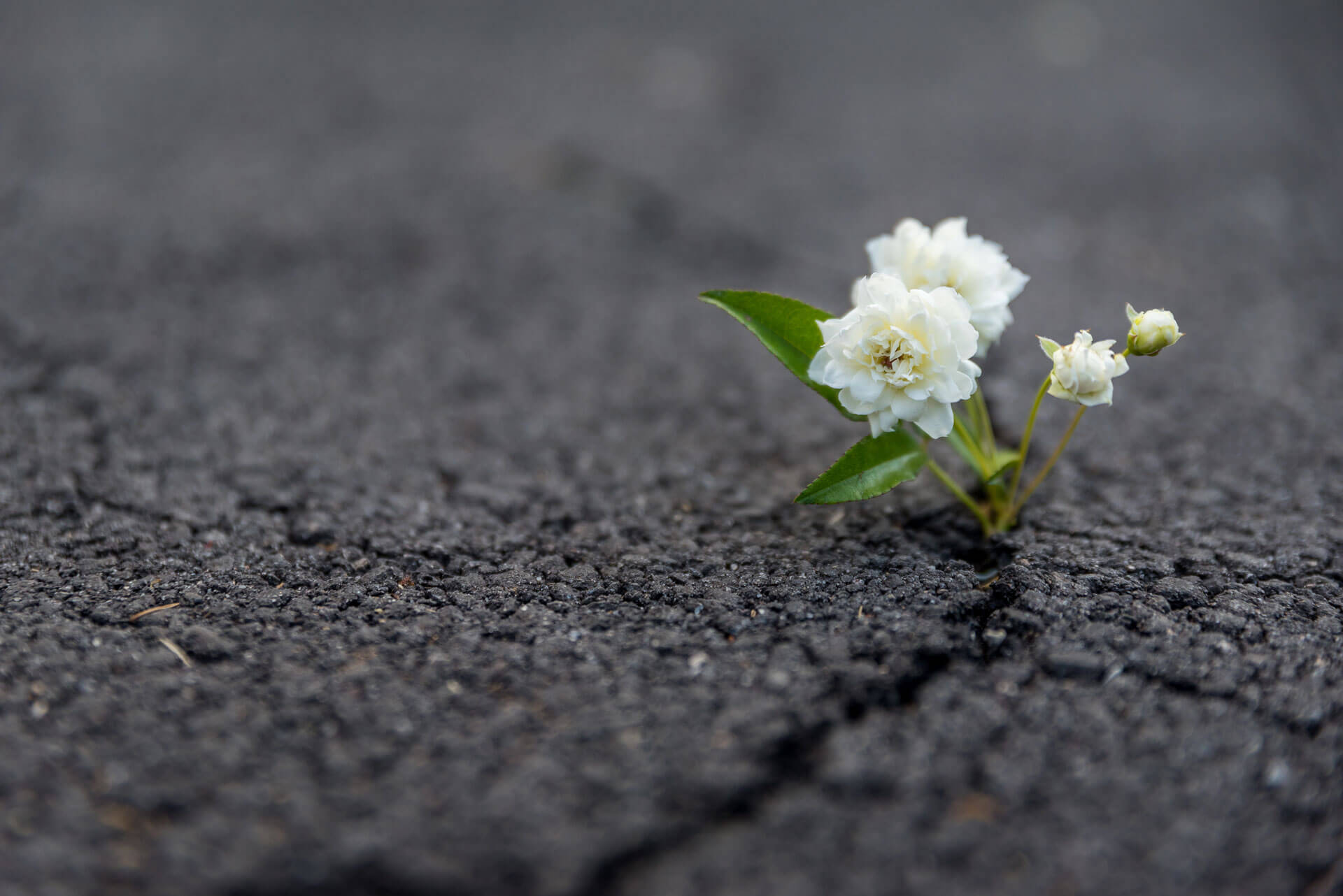 Is a Resilience mindset critical for growth?